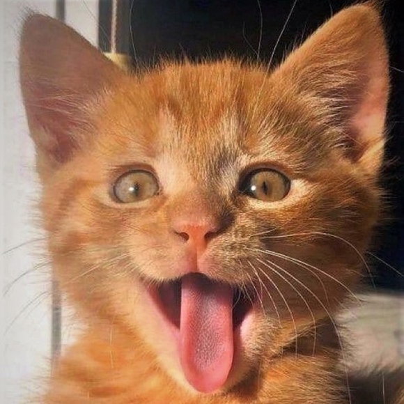 Meet your Posher, Amanda - Picture 1 of 1